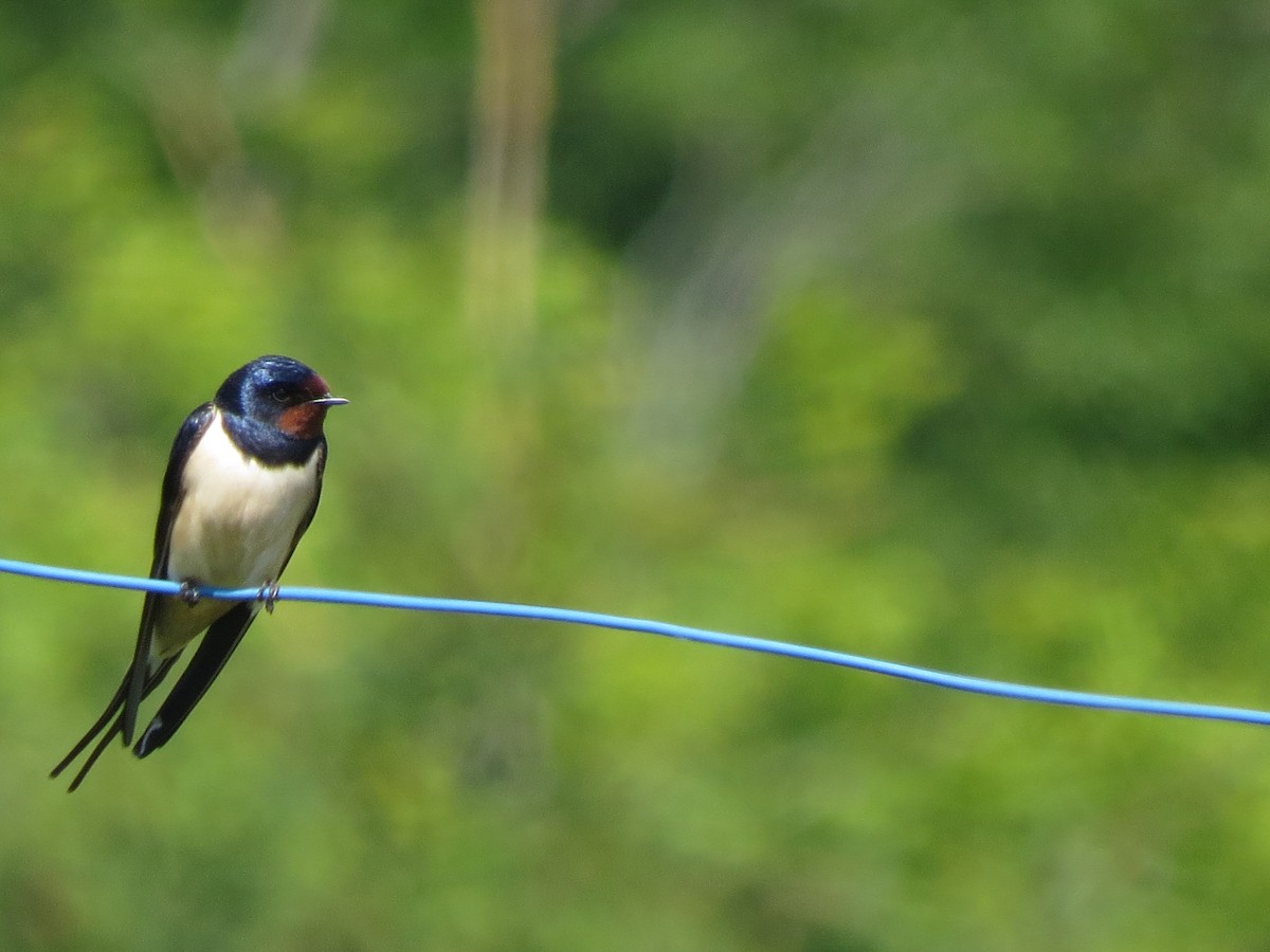 Barn Swallow - ML235014901