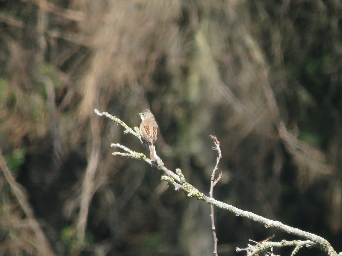 Greater Whitethroat - ML235015061