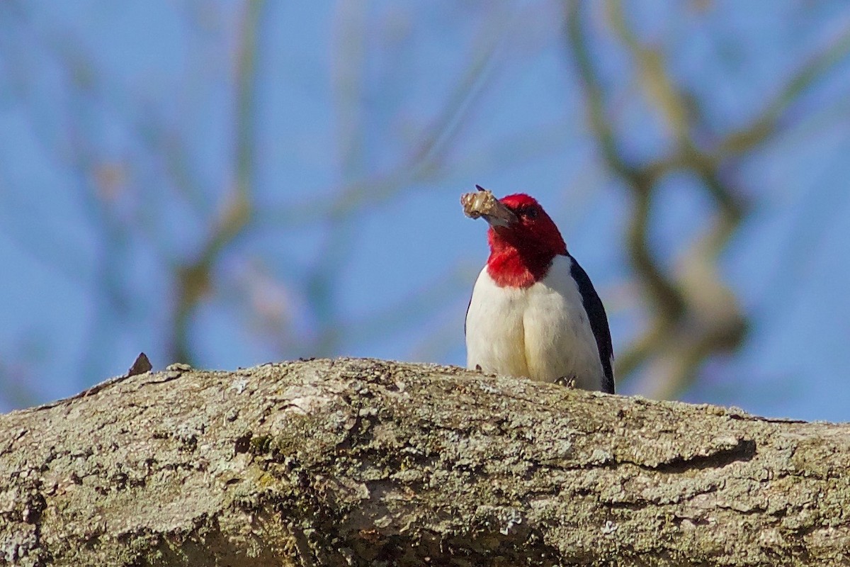 Red-headed Woodpecker - Gordon Atkins