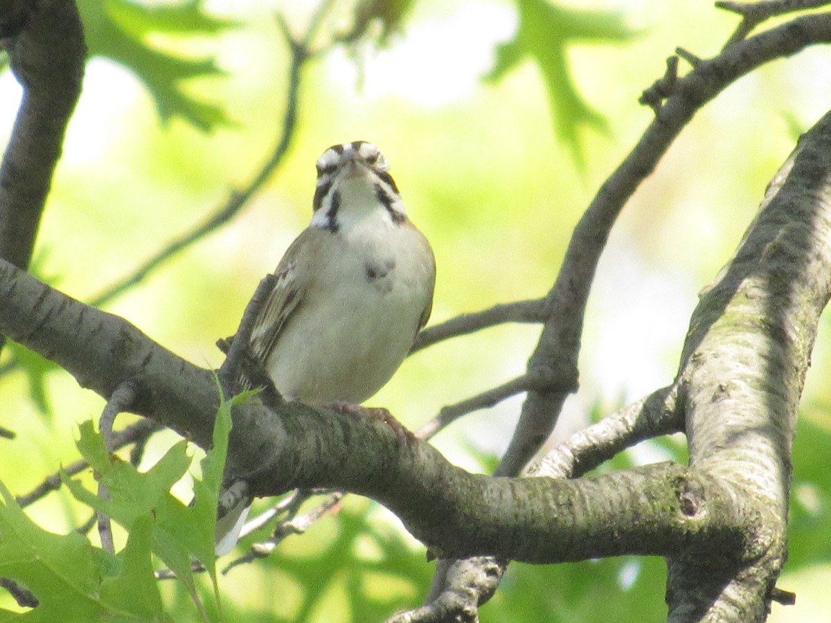 Lark Sparrow - ML235017131