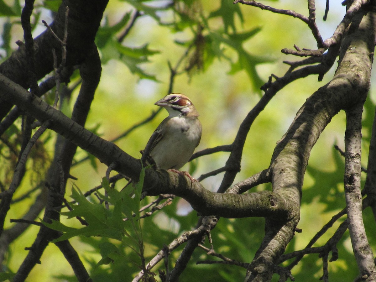 Lark Sparrow - ML235017151