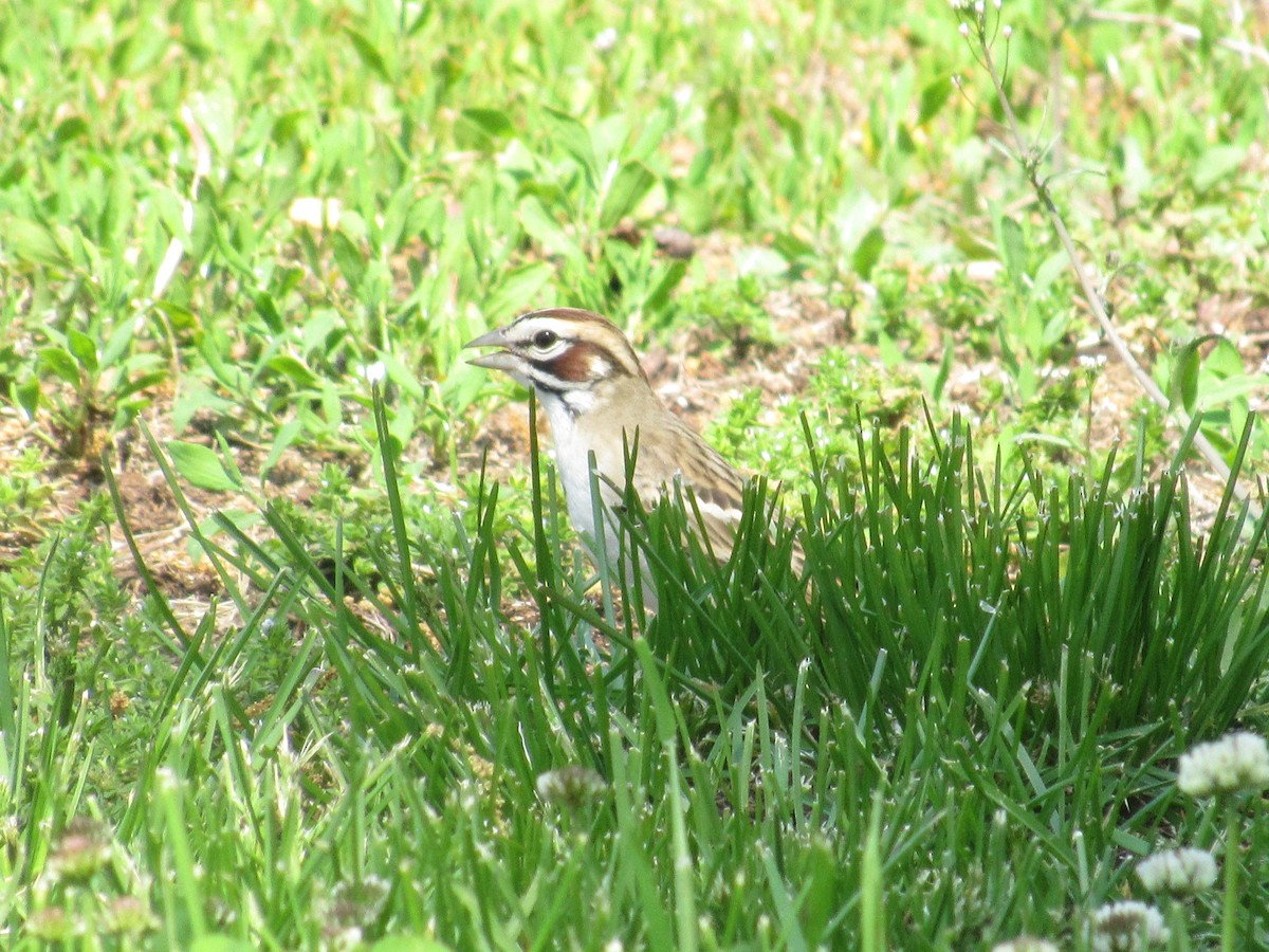 Lark Sparrow - ML235017161