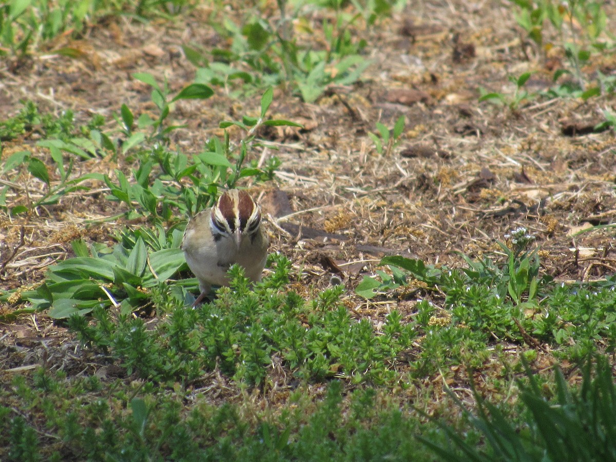 Lark Sparrow - ML235017171