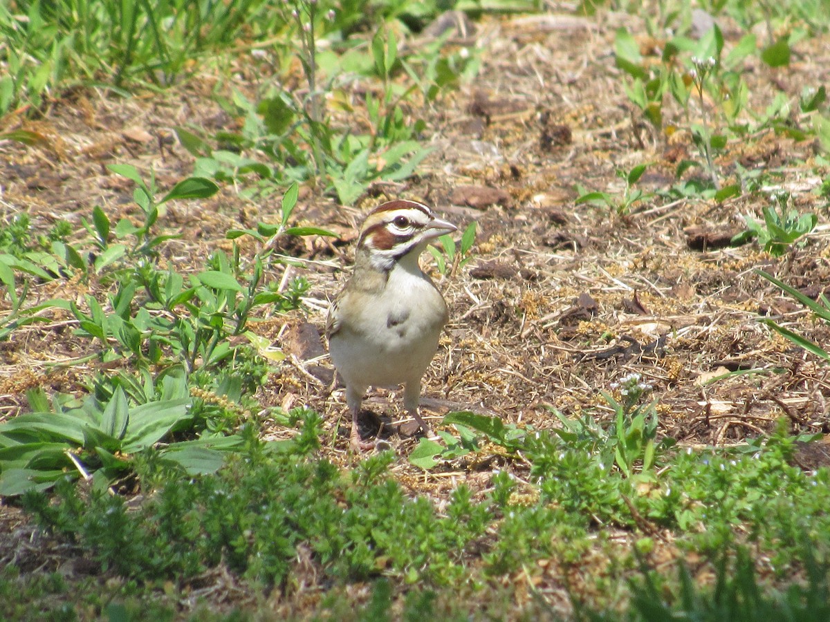 Lark Sparrow - ML235017201