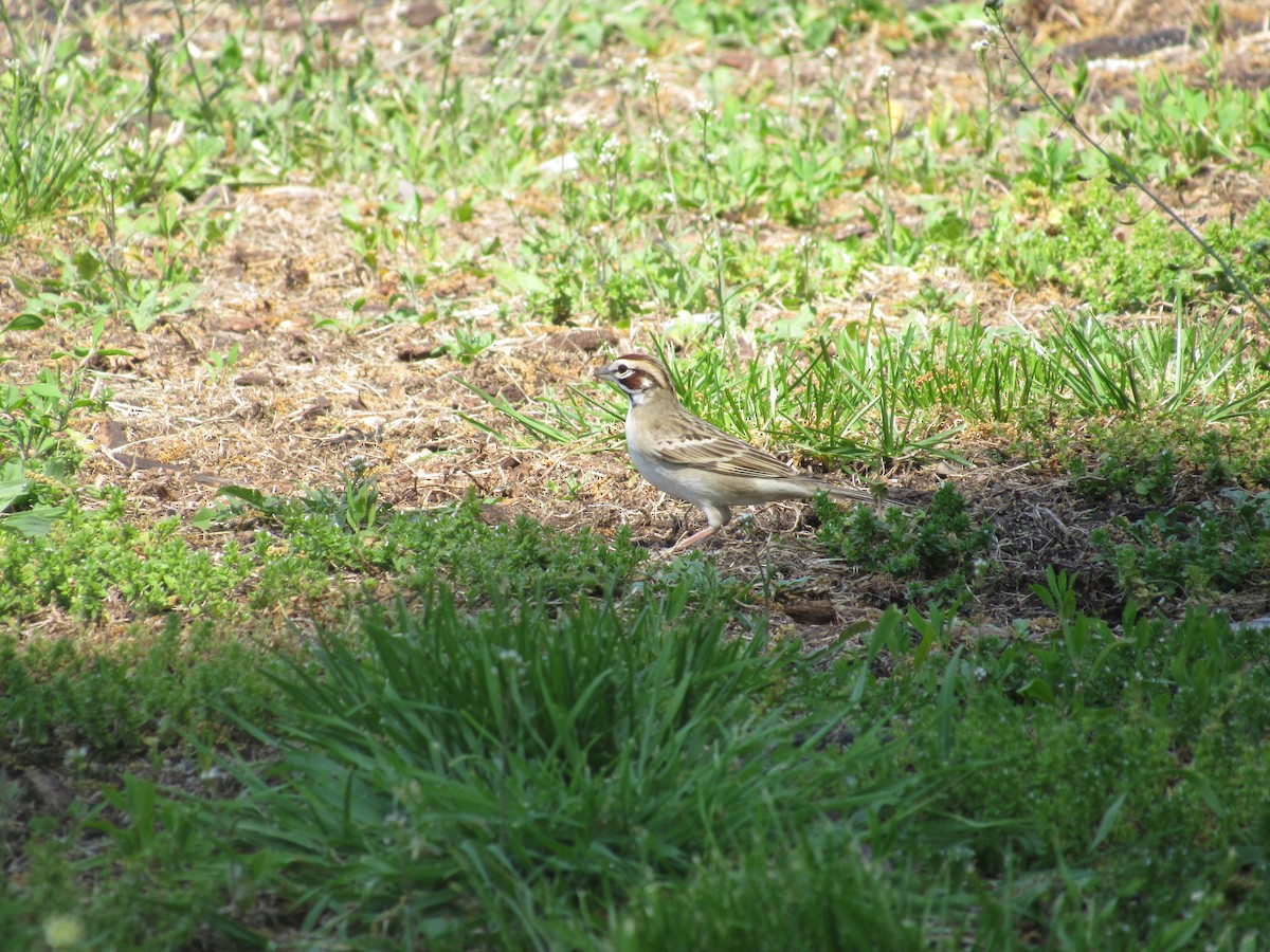 Lark Sparrow - ML235017221