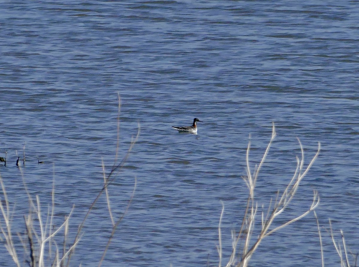 Red-necked Phalarope - ML235019911