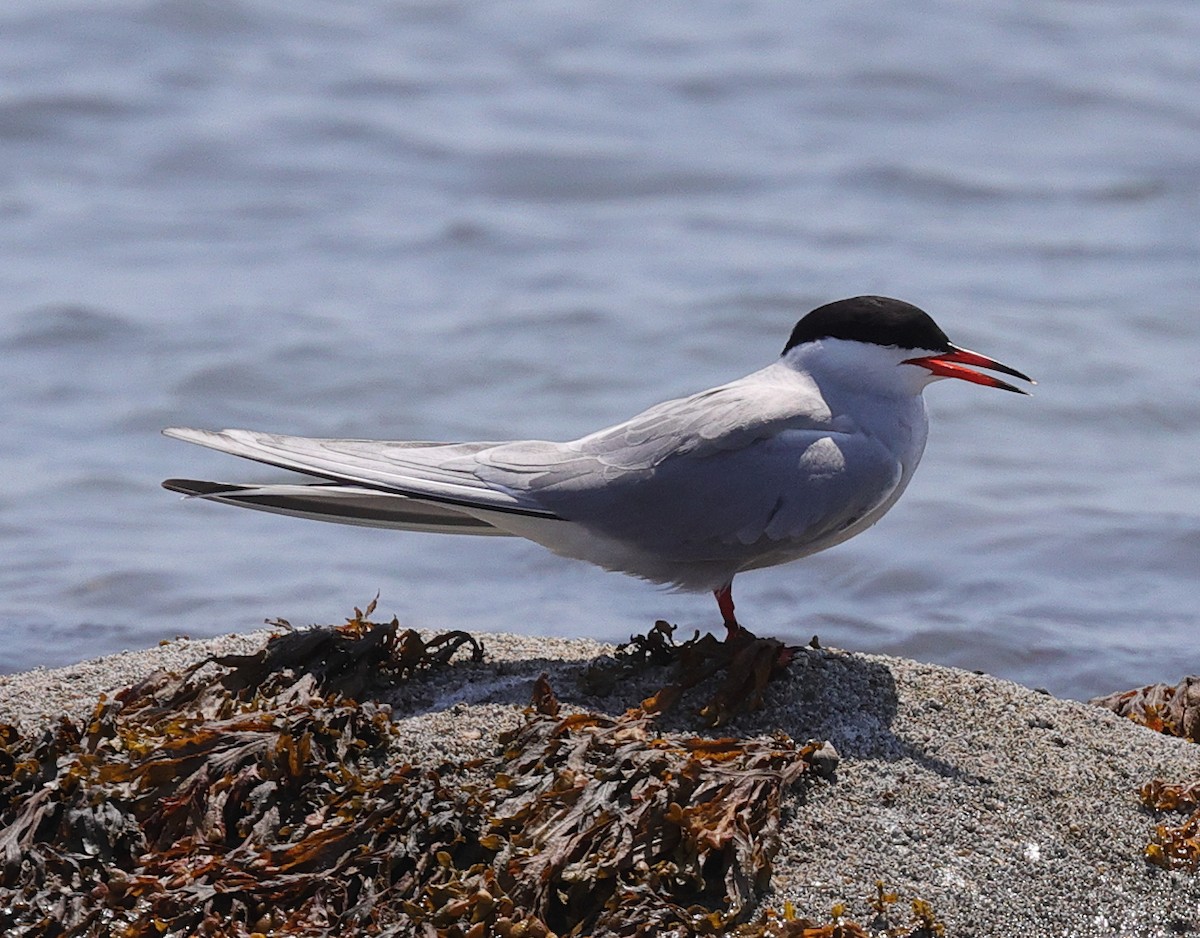 Common Tern - ML235020151