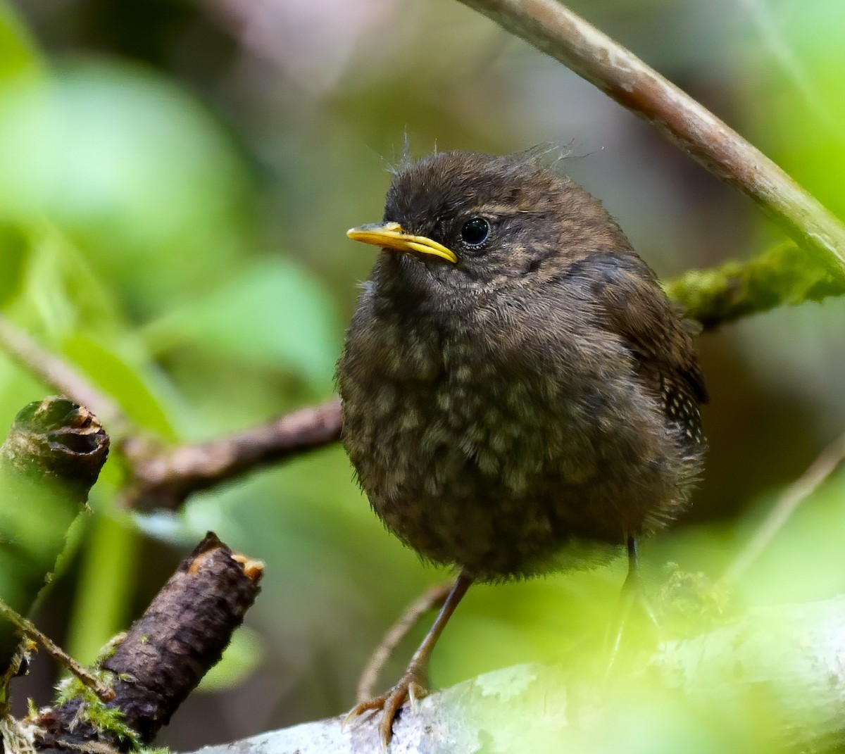 Pacific Wren - Mike Melton