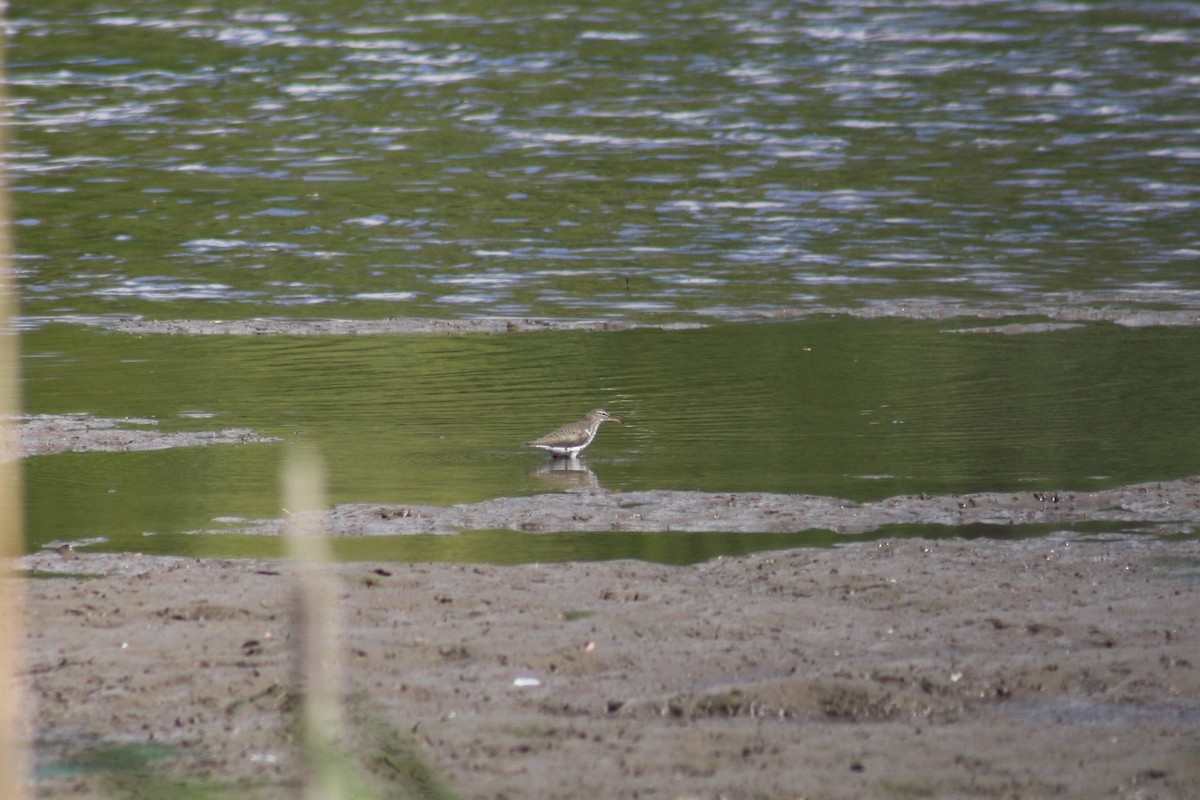 Spotted Sandpiper - Stollery & Flood