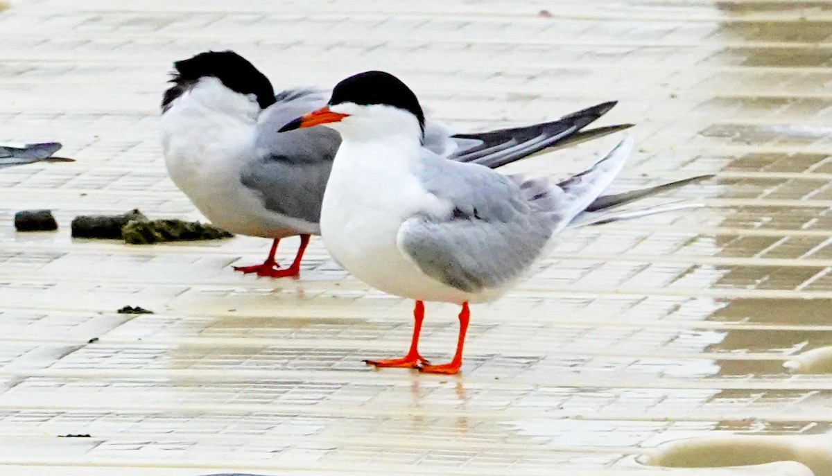 Forster's Tern - Gale VerHague