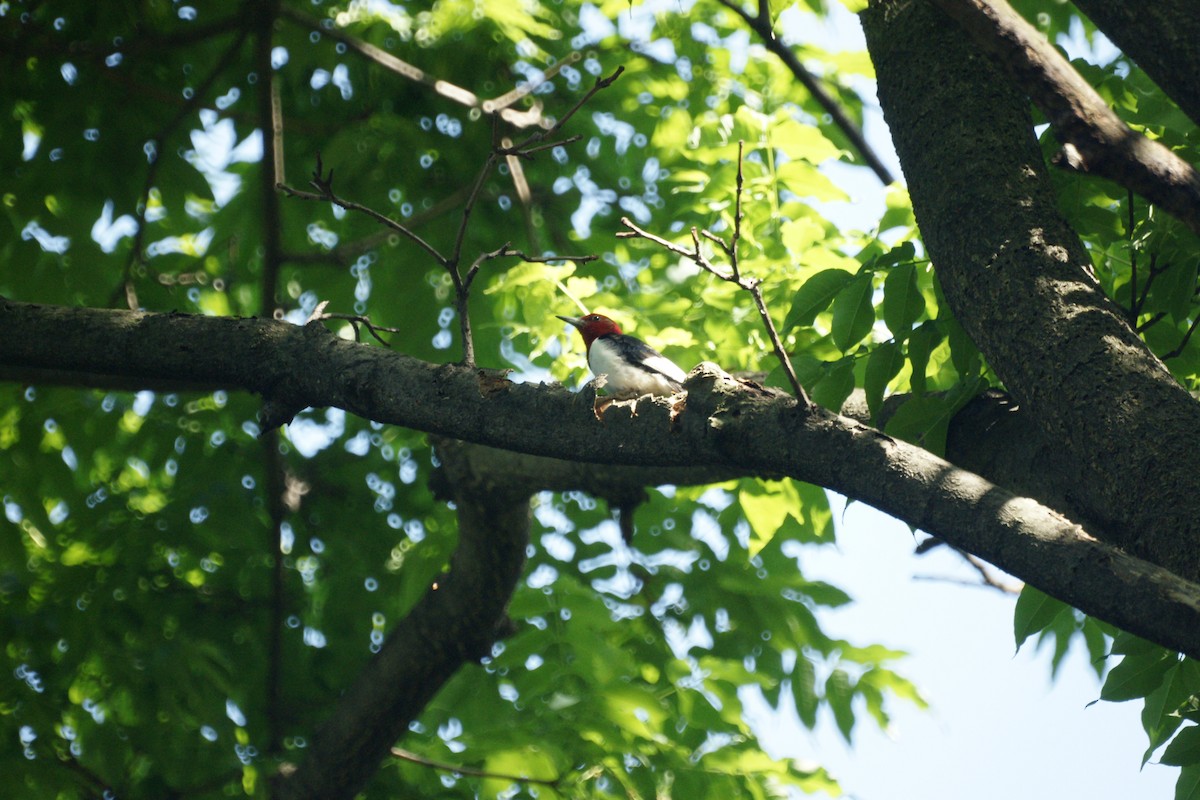 Pic à tête rouge - ML235022221