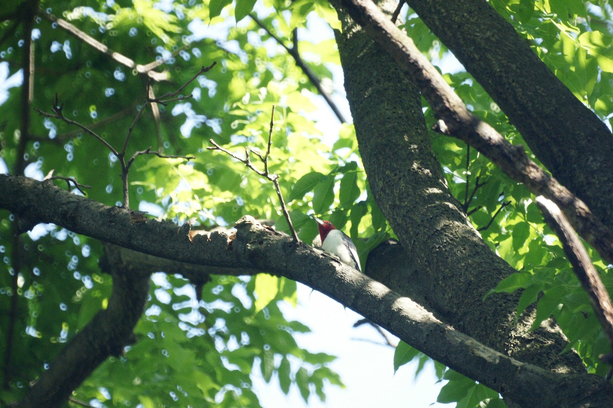 Red-headed Woodpecker - ML235022441