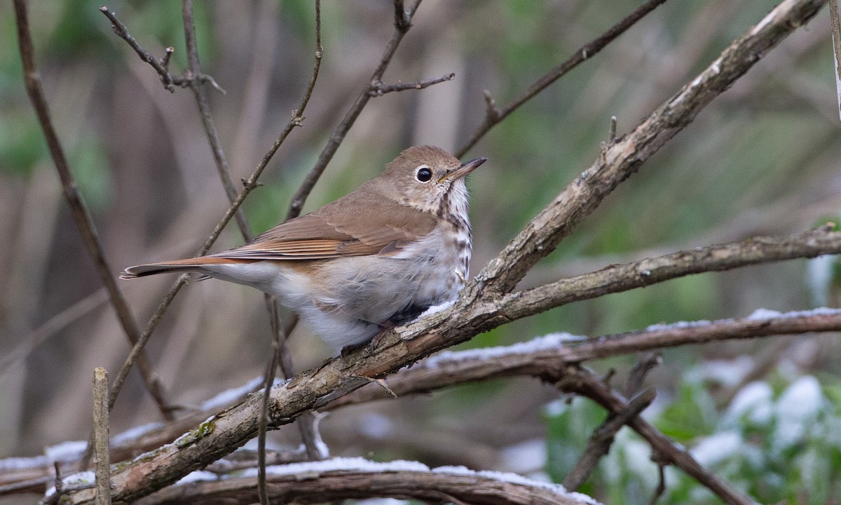 Hermit Thrush (faxoni/crymophilus) - ML235023031