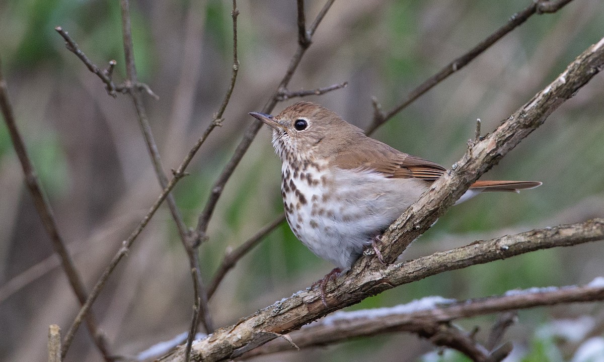 Hermit Thrush (faxoni/crymophilus) - ML235023091