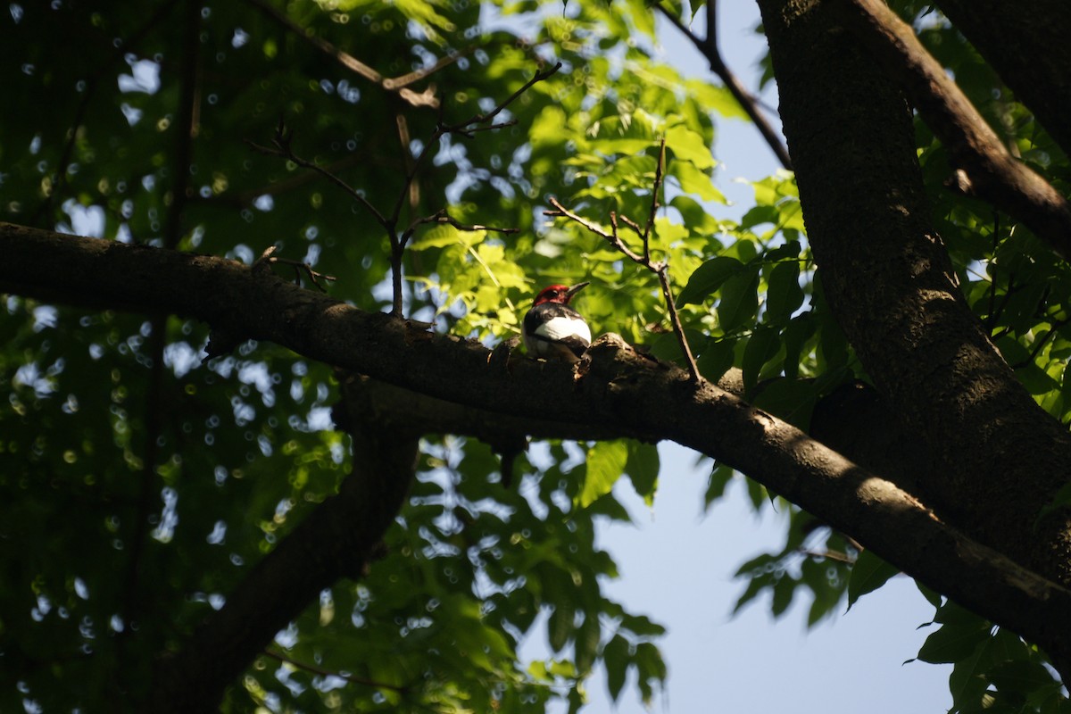 Red-headed Woodpecker - ML235023111