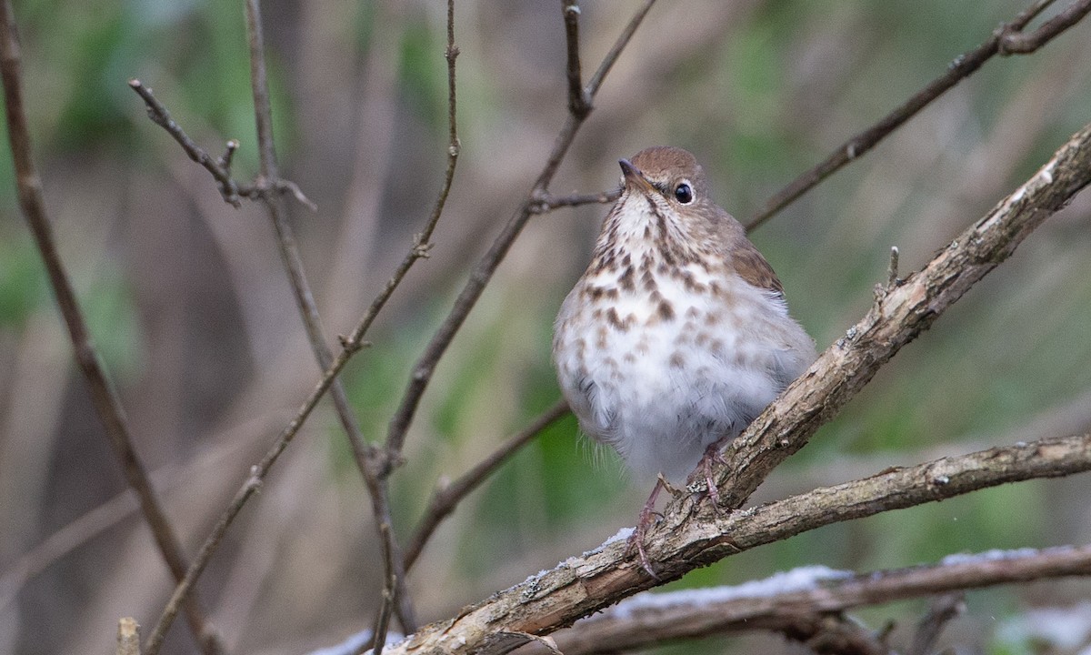 Hermit Thrush (faxoni/crymophilus) - ML235023171