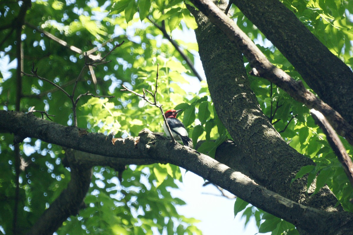 Pic à tête rouge - ML235023251