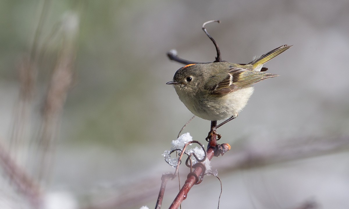 Ruby-crowned Kinglet - Chris Wood