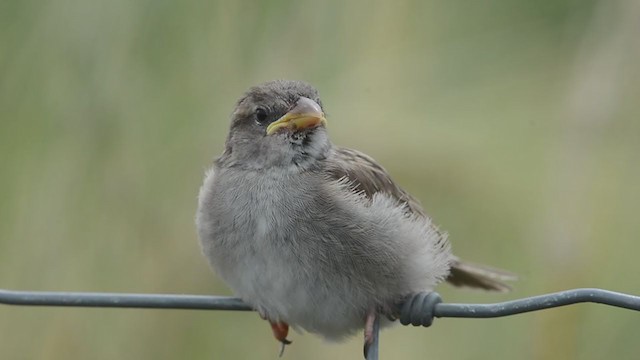 Spanish Sparrow - ML235023951