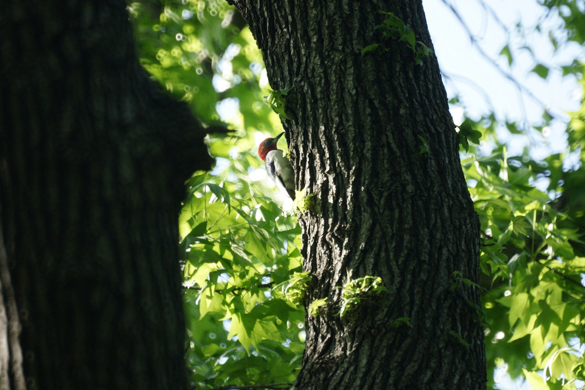 Red-headed Woodpecker - ML235024581