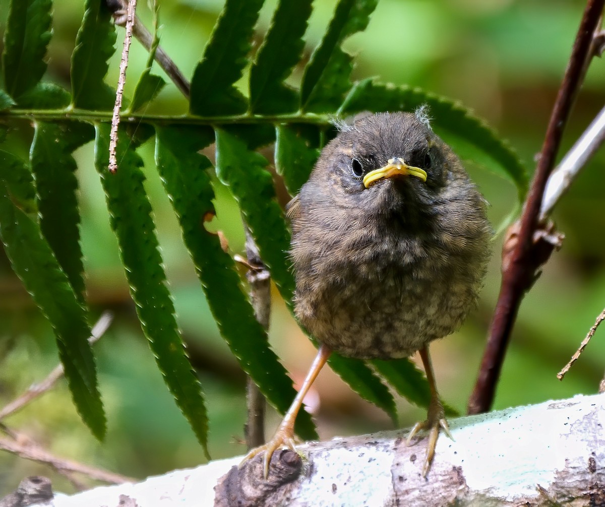 Pacific Wren - ML235024641