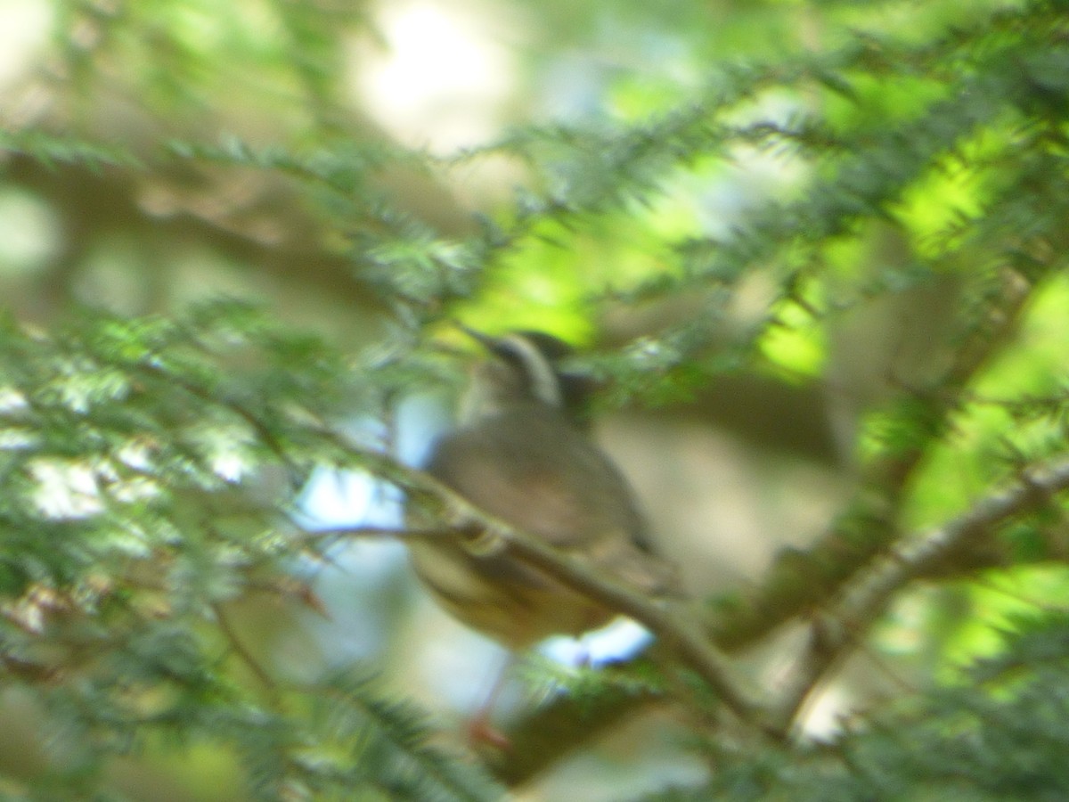 Louisiana Waterthrush - ML235025371