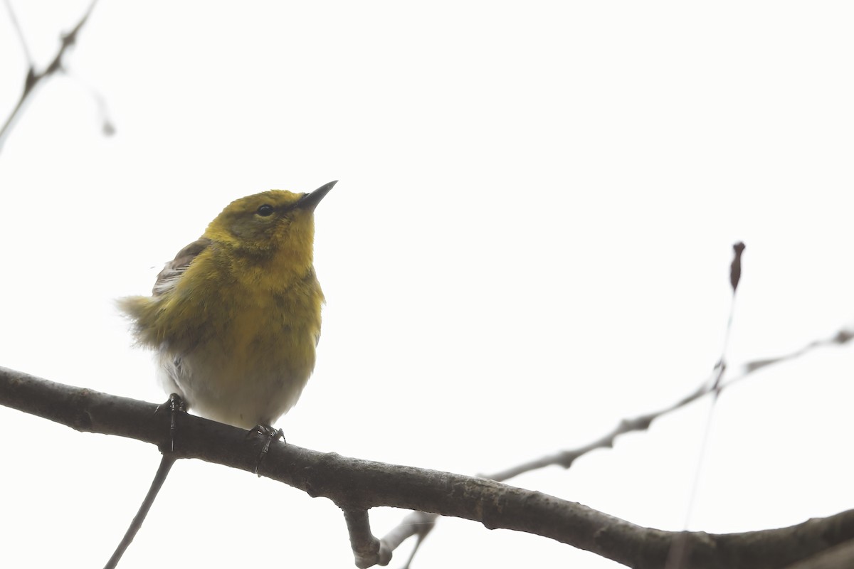 Pine Warbler - Serge Rivard