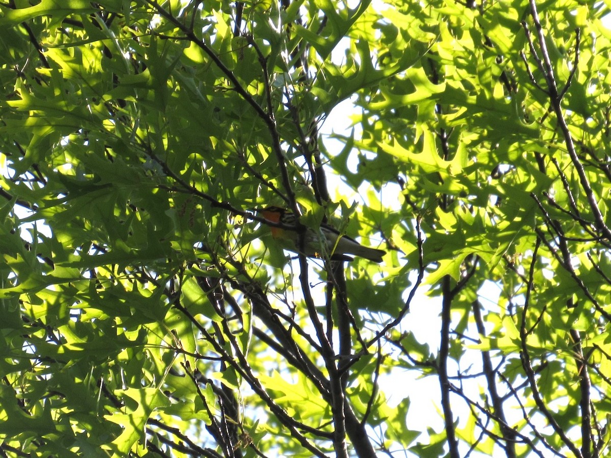 Blackburnian Warbler - ML235025891