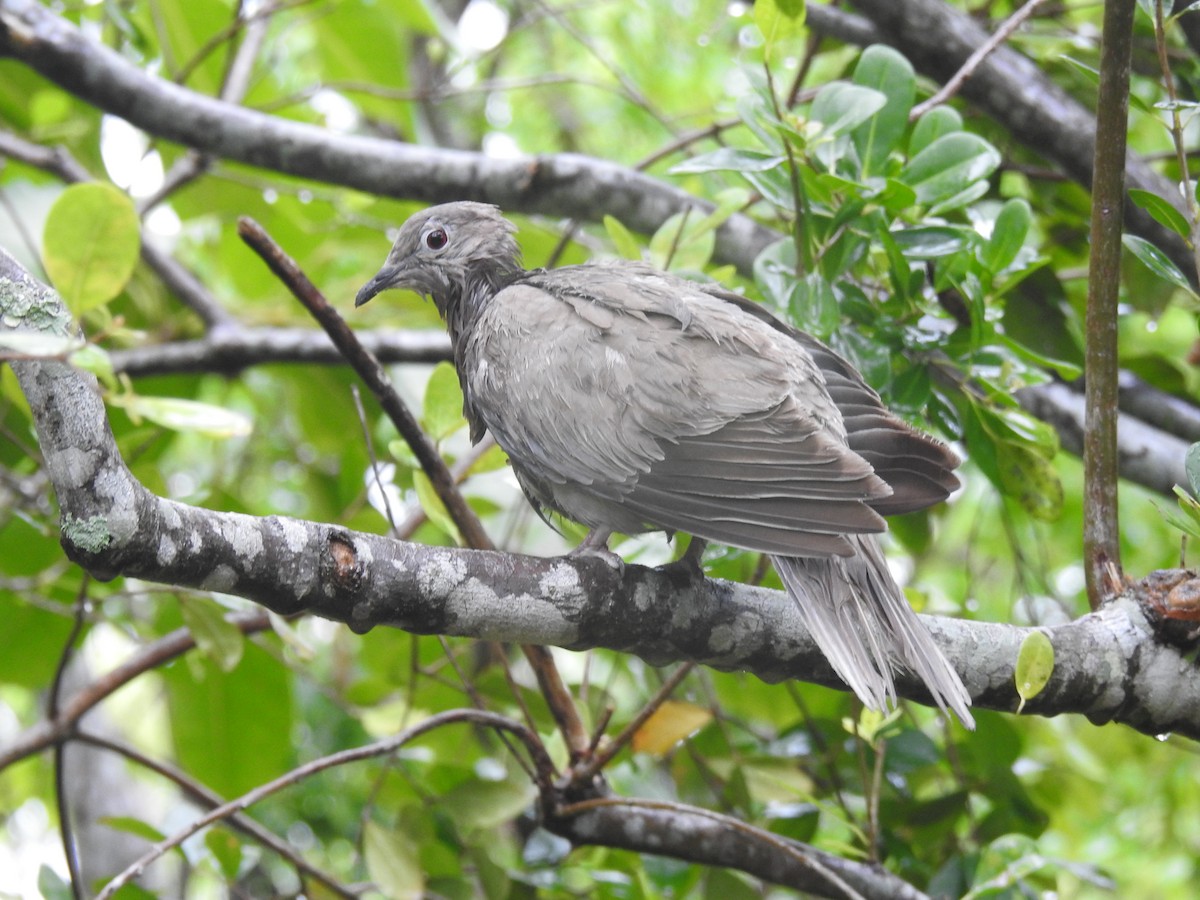 Eurasian Collared-Dove - Erika Gates