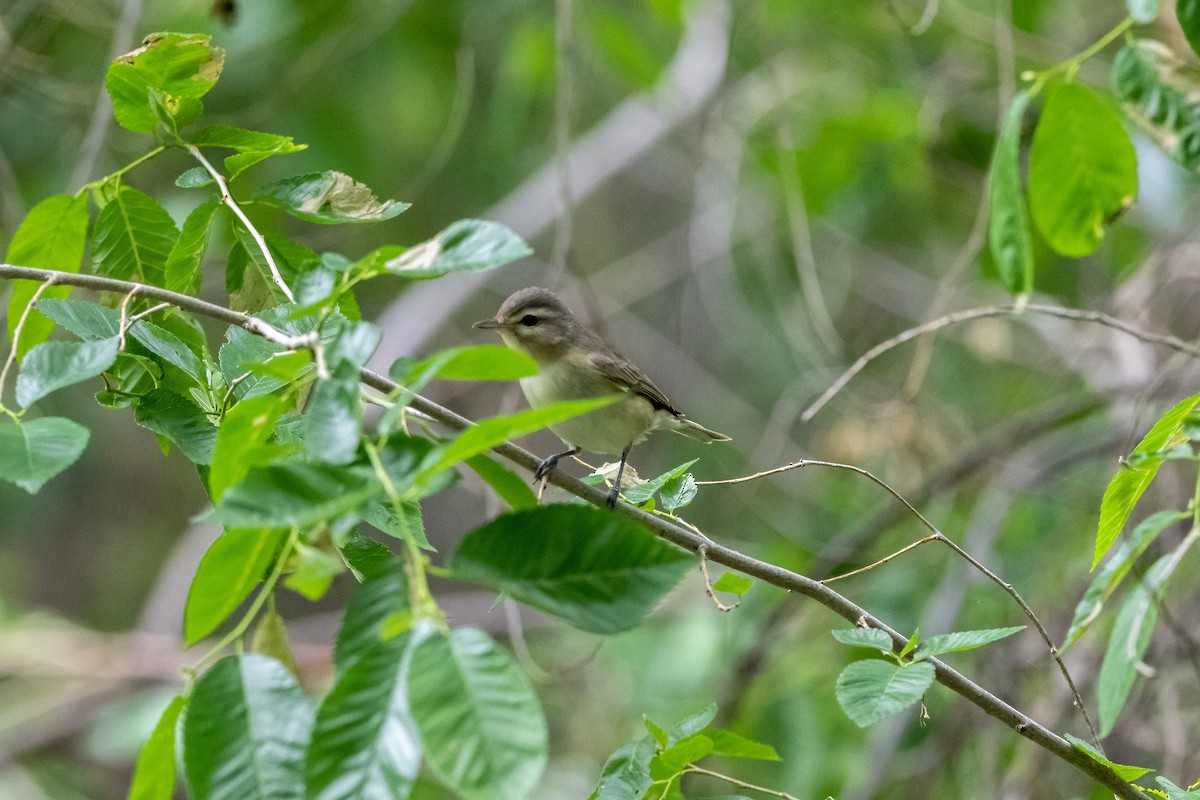 Ötücü Vireo - ML235033911