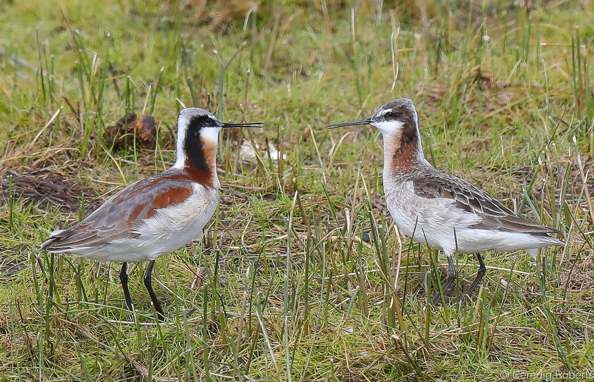 Wilson's Phalarope - Ceredig  Roberts