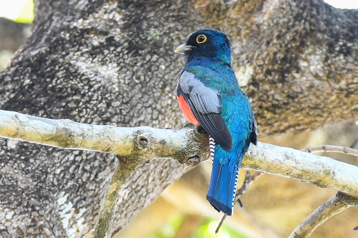 trogon modrotemenný - ML235037141