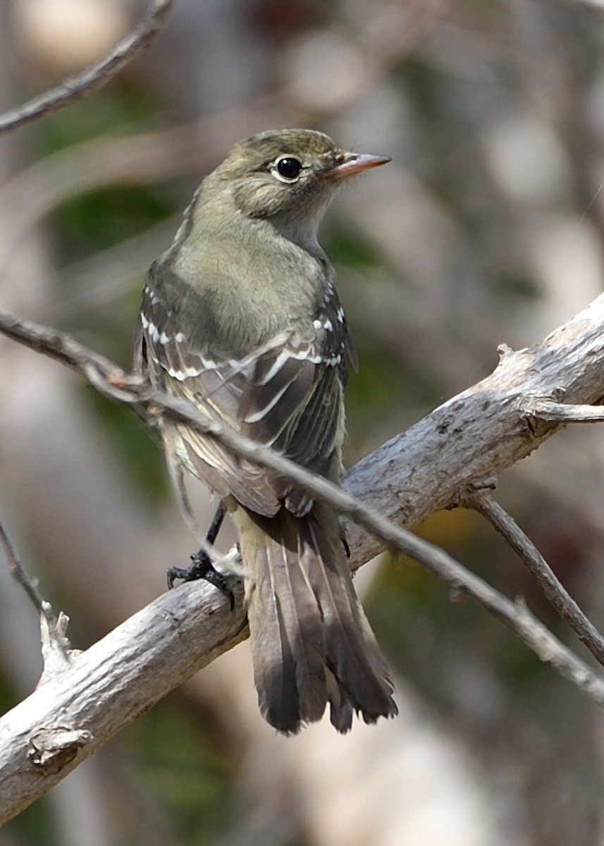 Small-billed Elaenia - ML235037721