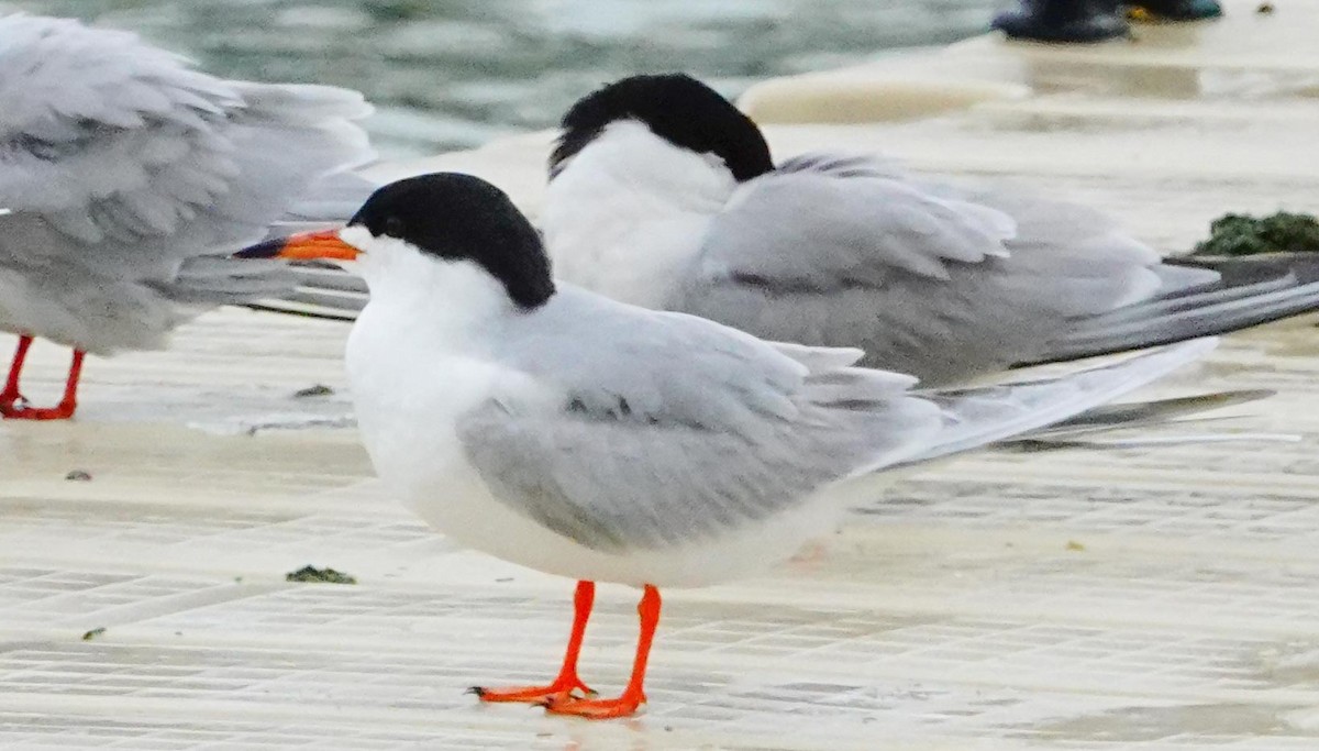Forster's Tern - Gale VerHague