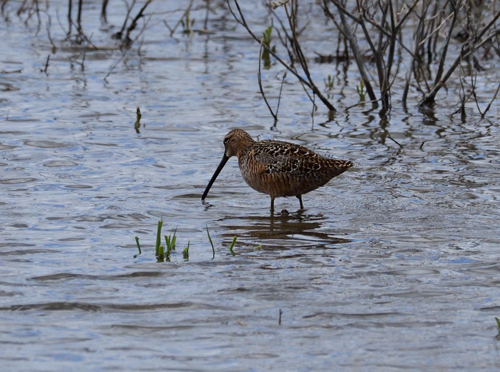 Long-billed Dowitcher - ML235038821