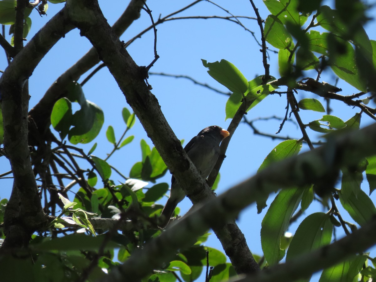 Gray Seedeater - ML235038911