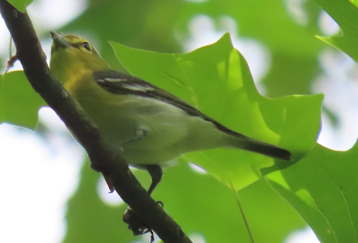 Yellow-throated Vireo - ML235039931