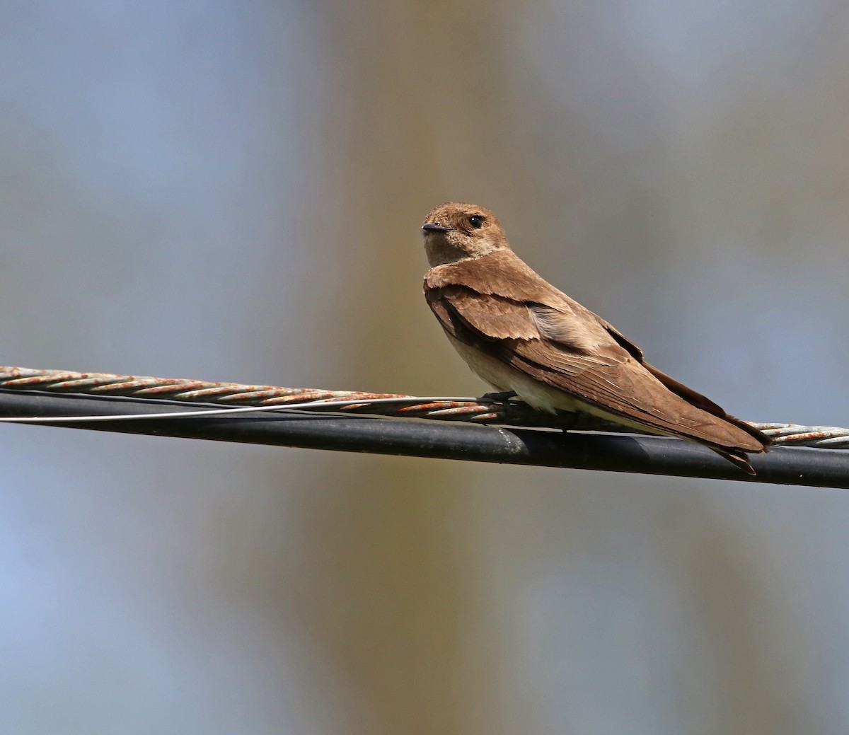 Northern Rough-winged Swallow - ML235040381
