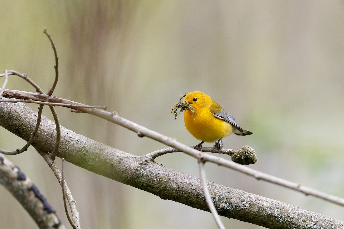 Prothonotary Warbler - Geoff Malosh