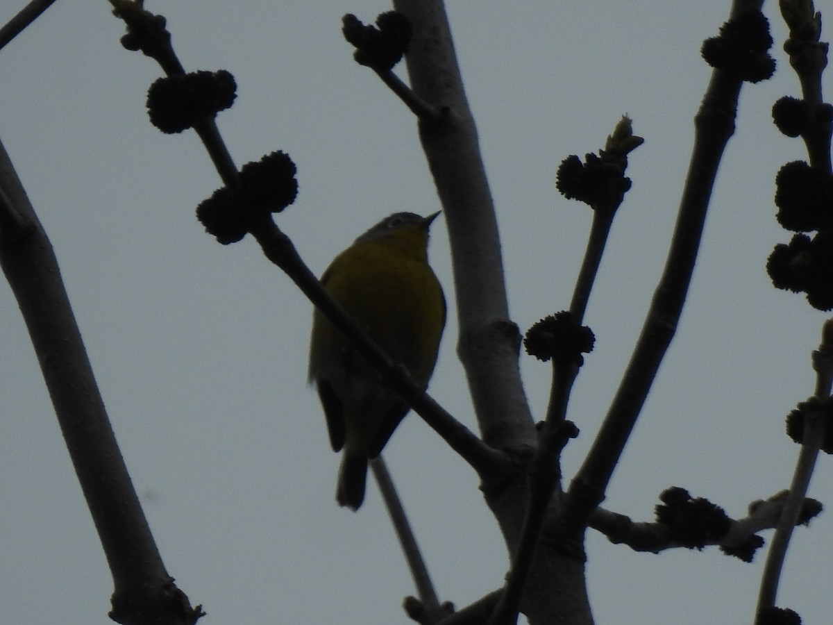 Nashville Warbler - ML235041011