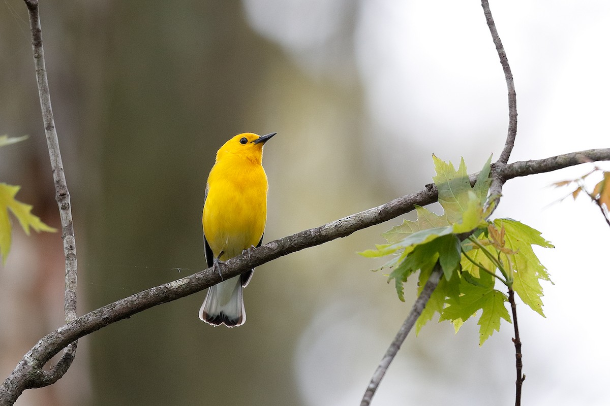 Prothonotary Warbler - Geoff Malosh