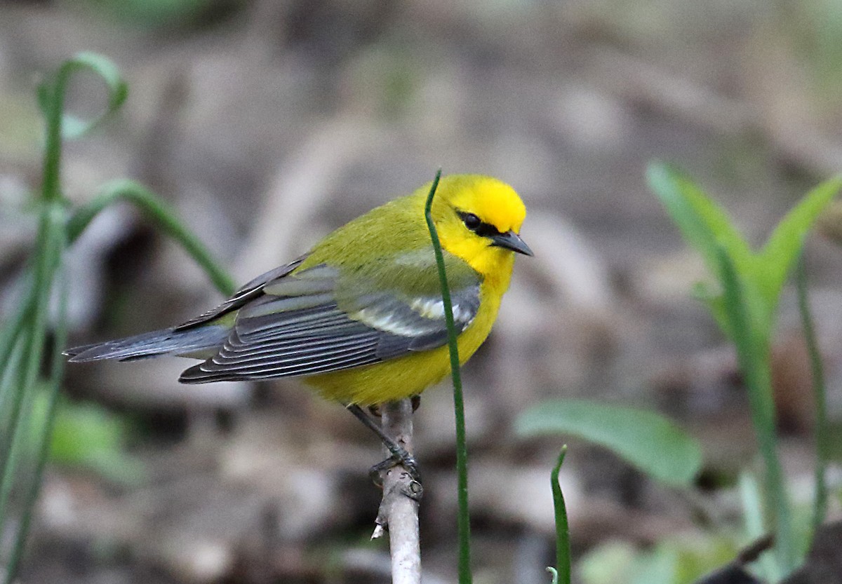 סבכון כחול-כנף - ML235044441
