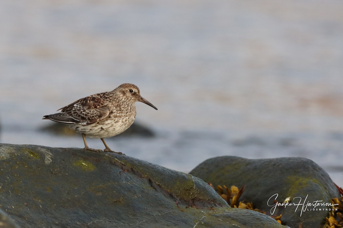 Purple Sandpiper - ML235045351