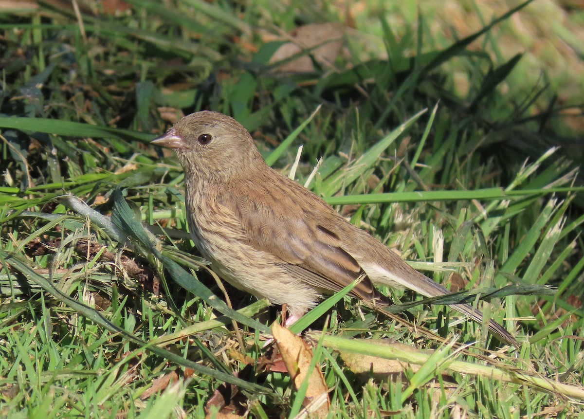 Junco Ojioscuro (grupo oreganus) - ML235046761