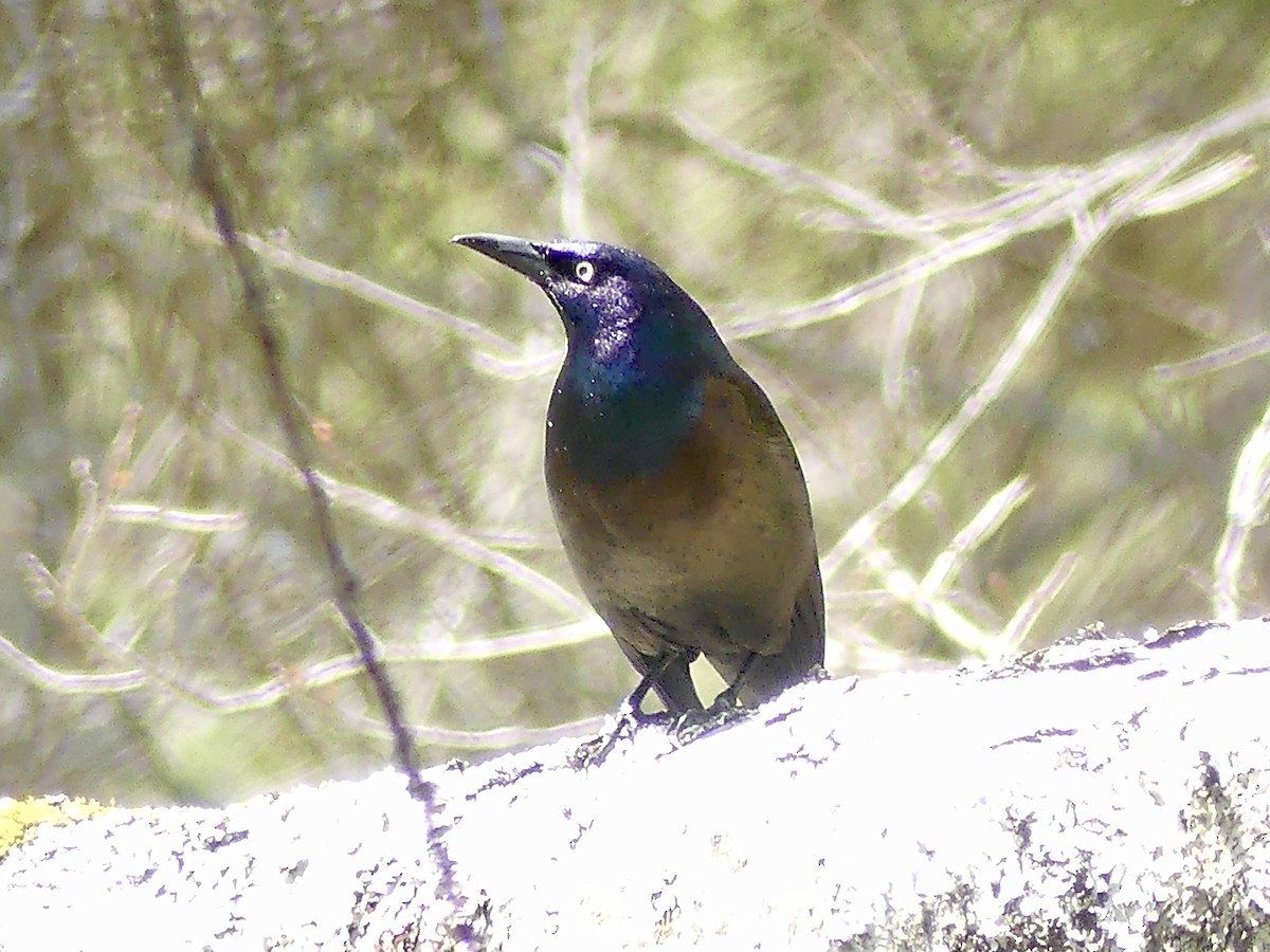 Common Grackle - Charles Duncan