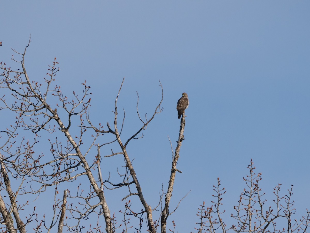 Broad-winged Hawk - ML235050451