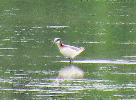 Phalarope de Wilson - ML235050841