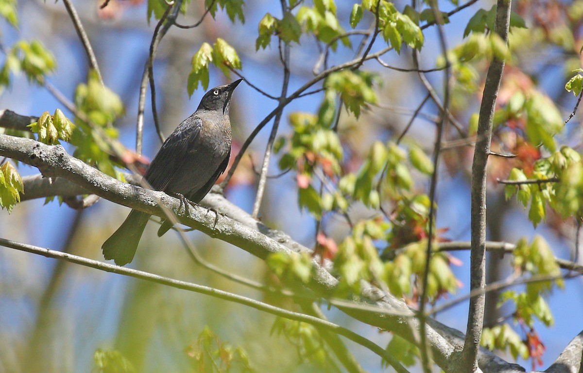 Rusty Blackbird - ML235051391