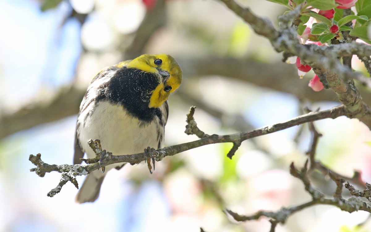 Black-throated Green Warbler - ML235051811