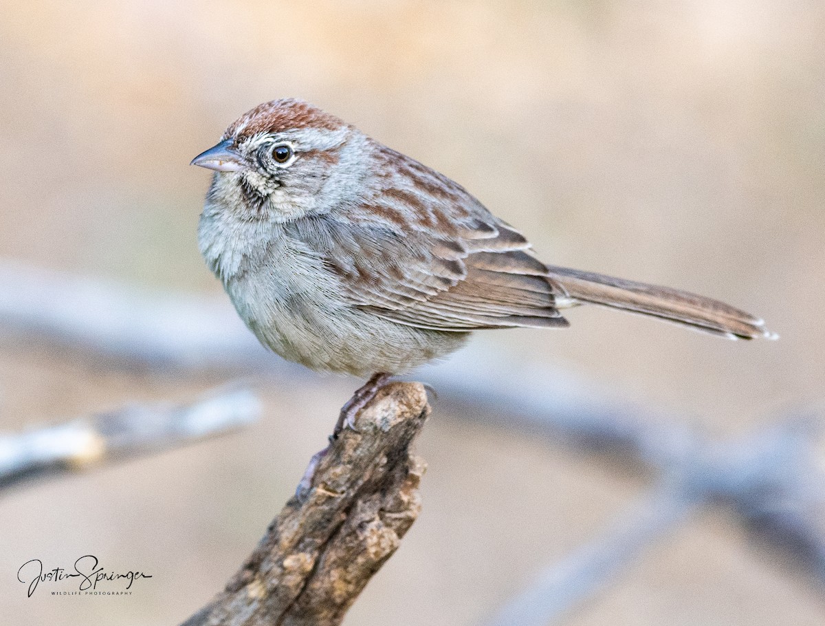 Rufous-crowned Sparrow - ML235052711